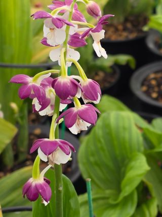 이성규 님의 기타작물 · 병해충상담 작성글 사진