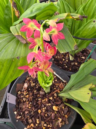 이성규 님의 기타작물 · 병해충상담 작성글 사진