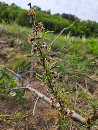 김용규님의 복숭아 · 병해충상담 작성글 사진