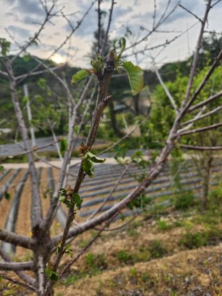 산약초님의 기타작물 · 병해충상담 작성글 사진