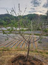 산약초님의 기타작물·병해충상담 작성글 사진