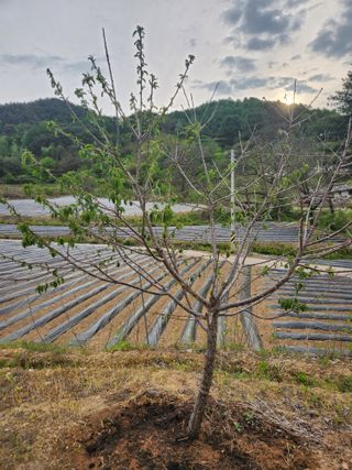 산약초님의 기타작물 · 병해충상담 작성글 사진