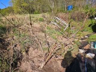 김용규님의 복숭아 · 병해충상담 작성글 사진