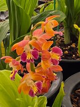 이성규 님의 기타작물·병해충상담 작성글 사진