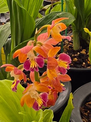 이성규 님의 기타작물 · 병해충상담 작성글 사진