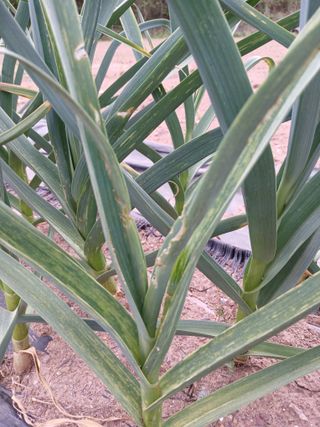 김성구님의 마늘 · 병해충상담 작성글 사진