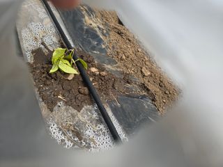 藝園님의 고추 · 병해충상담 작성글 사진