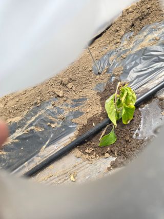 藝園님의 고추 · 병해충상담 작성글 사진