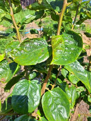 귀산촌님의 감 · 병해충상담 작성글 사진