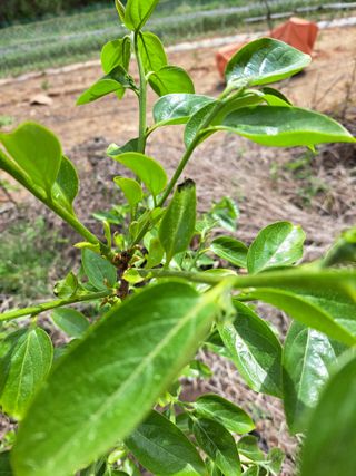 귀산촌님의 감 · 병해충상담 작성글 사진