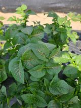 팜모닝 감자·병해충상담 게시글 이미지