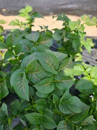 이름 없음님의 감자 · 병해충상담 작성글 사진