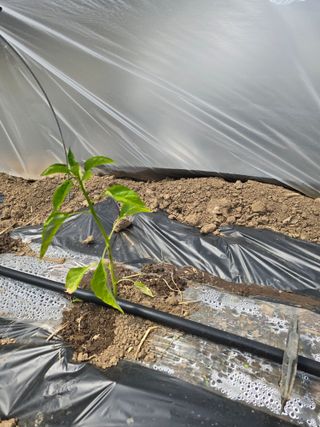 藝園님의 고추 · 병해충상담 작성글 사진