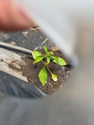 藝園님의 고추 · 병해충상담 작성글 사진