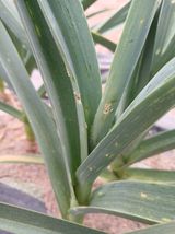 김성구님의 마늘·병해충상담 작성글 사진