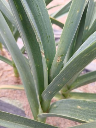 김성구님의 마늘 · 병해충상담 작성글 사진