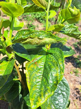 귀산촌님의 감 · 병해충상담 작성글 사진