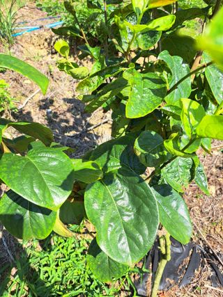 귀산촌님의 감 · 병해충상담 작성글 사진