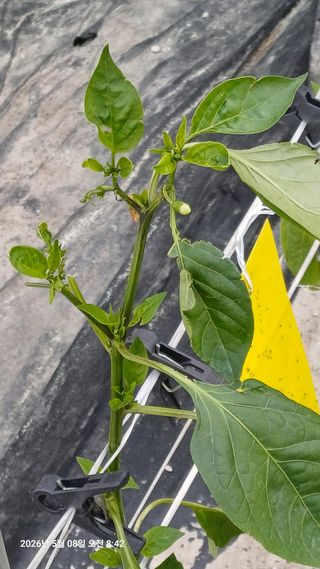 칠곡북삼인평님의 고추 · 병해충상담 작성글 사진