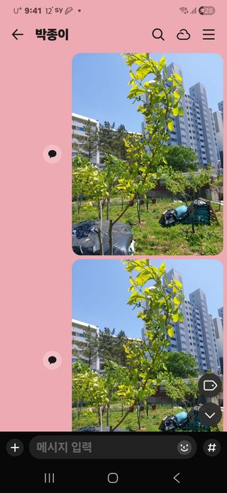 종이박님의 감 · 병해충상담 작성글 사진