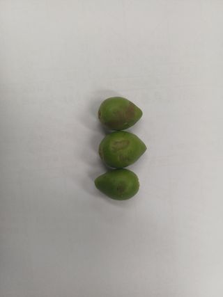 서비님의 자두 · 병해충상담 작성글 사진