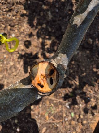 이문규님의 사과 · 병해충상담 작성글 사진
