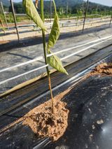 기형훈님의 고추·병해충상담 작성글 사진