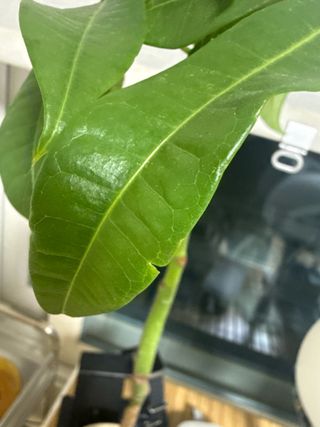 님의 기타작물 · 병해충상담 작성글 사진