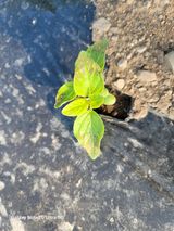 김홍열님의 참깨·병해충상담 작성글 사진