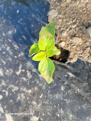 김홍열님의 참깨 · 병해충상담 작성글 사진