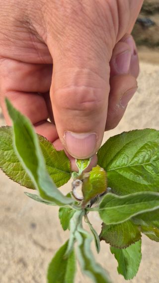 최민준님의 사과 · 병해충상담 작성글 사진