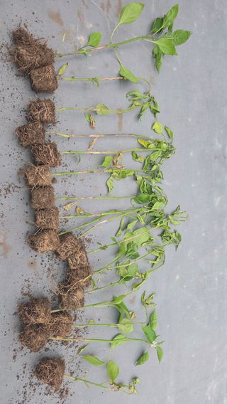 농사꾼님의 고추 · 병해충상담 작성글 사진