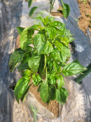 포항 농민66님의 고추 · 병해충상담 작성글 사진