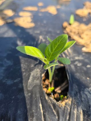 藝園님의 참깨 · 병해충상담 작성글 사진