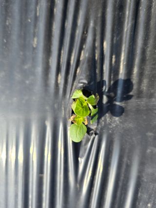 藝園님의 참깨 · 병해충상담 작성글 사진