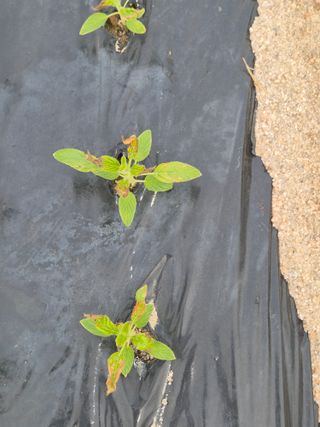 송명식님의 참깨 · 병해충상담 작성글 사진