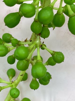 오세홍님의 포도 · 병해충상담 작성글 사진