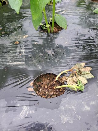 귀산촌님의 참깨 · 병해충상담 작성글 사진