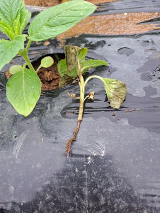 귀산촌님의 참깨 · 병해충상담 작성글 사진