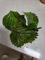 팜모닝 기타작물·병해충상담 게시글 이미지