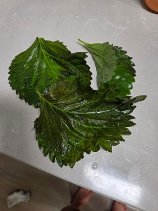 고보감님의 기타작물 · 병해충상담 작성글 사진