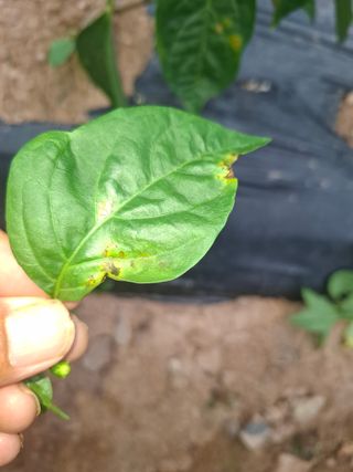 고추총각님의 고추 · 병해충상담 작성글 사진