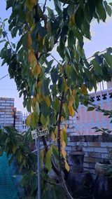 팜모닝 기타작물·병해충상담 게시글 이미지