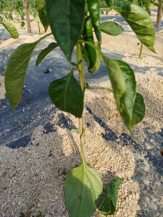 포천종삼농사꾼님의 고추 · 병해충상담 작성글 사진