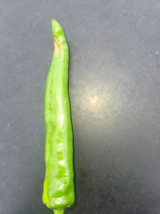재갈공명a님의 고추 · 병해충상담 작성글 사진