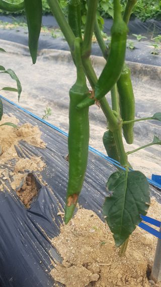 최춘득 청대산 님의 고추 · 병해충상담 작성글 사진