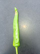 재갈공명a님의 고추·병해충상담 작성글 사진