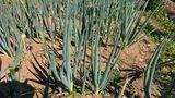 팜모닝 파·병해충상담 게시글 이미지