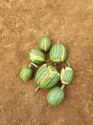 산약초님의 기타작물 · 병해충상담 작성글 사진