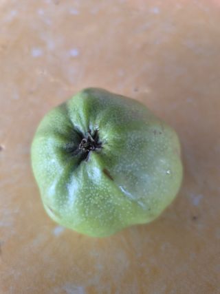 벽창호(죽동농부)님의 사과 · 병해충상담 작성글 사진